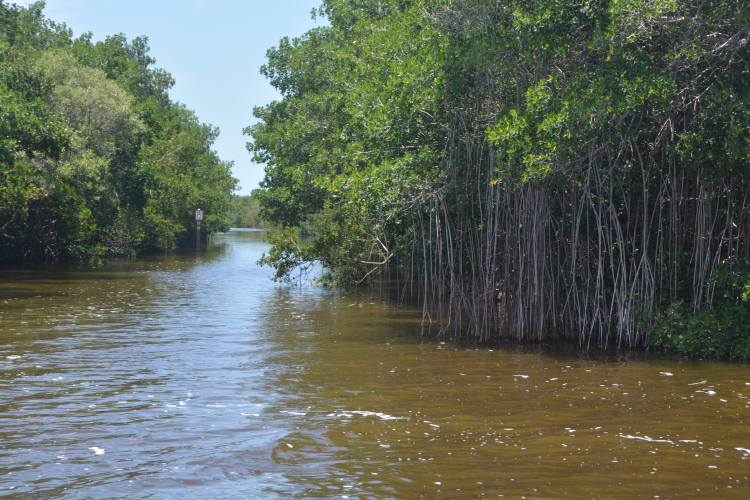 ride through the Everglades